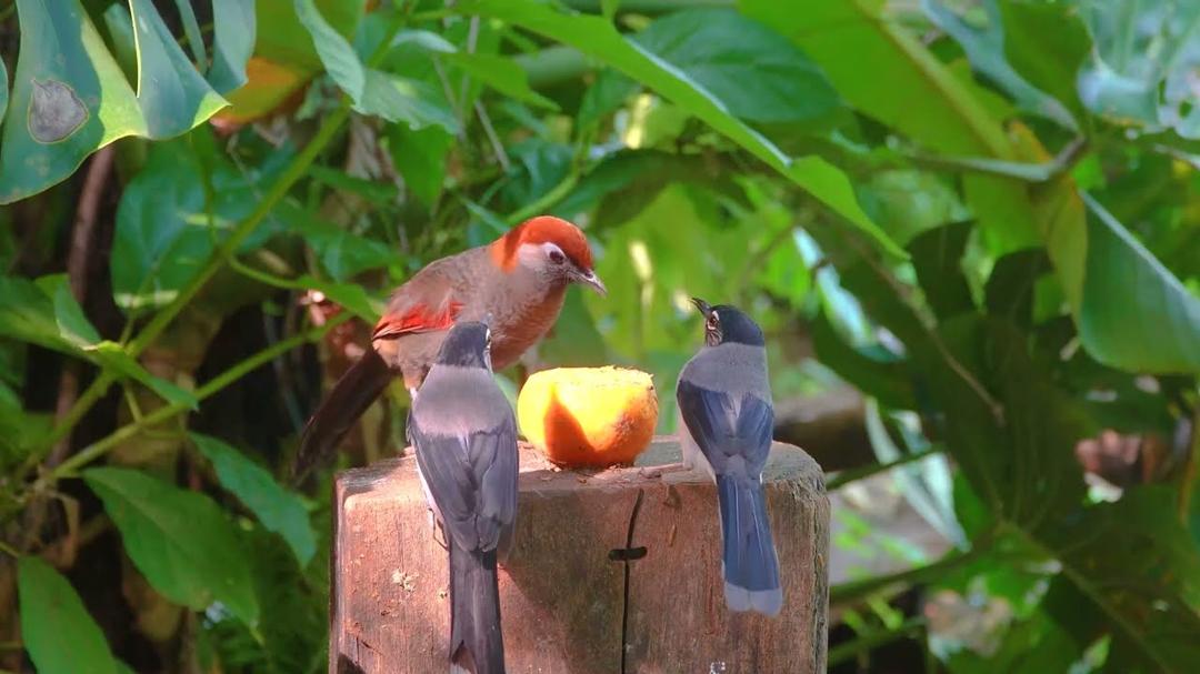 [No Ad Interruptions] Cat TV 😺 The Cutest Birds and Squirrels 🐿️ Bird videos for cats 4K HDR