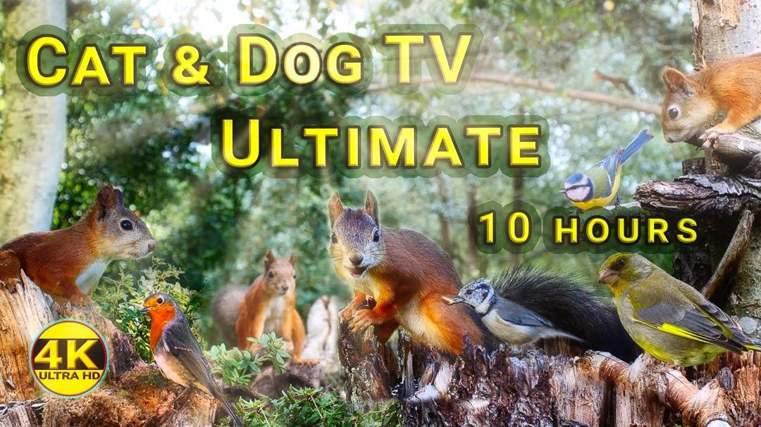 10 Hours of Fun with Red Squirrels and Little Birds - Ultimate Cat & Dog TV 4K - No mid-roll ads