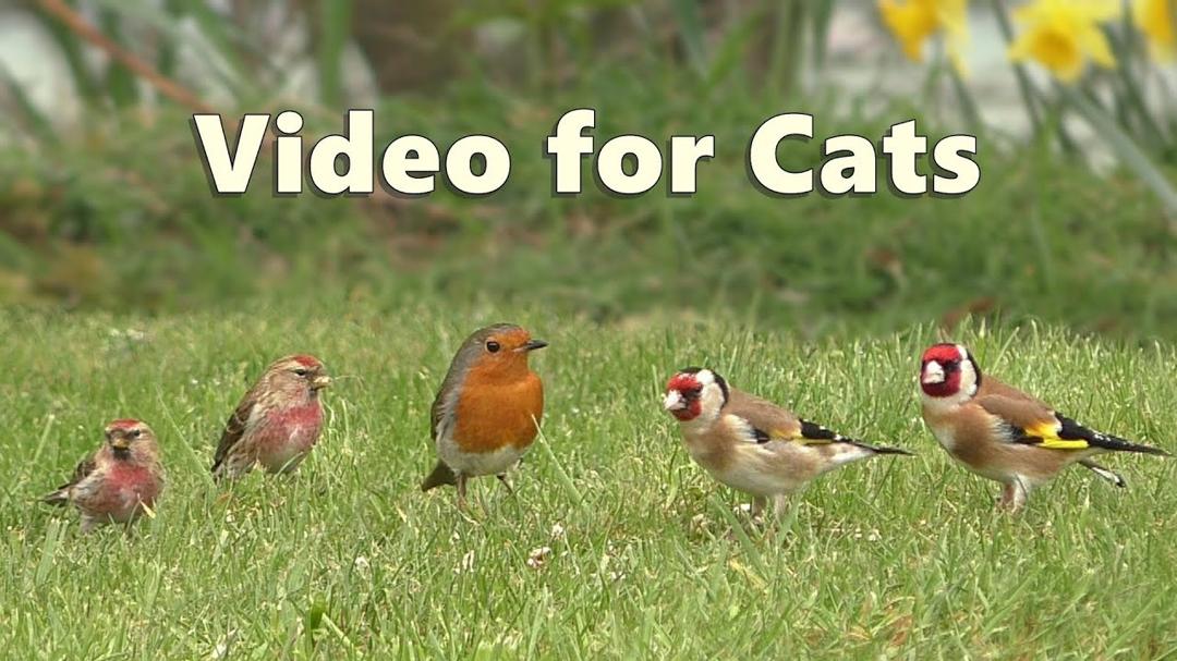 Videos for Cats to Watch with Their People : Birds in The Grass 8 HOURS