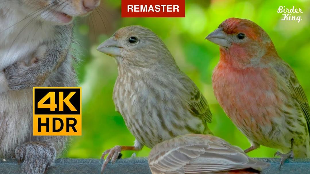Cat TV for cats to watch 🐱 8 Hours 📺 Garden Birds and Squirrels(Remastered 4K HDR)