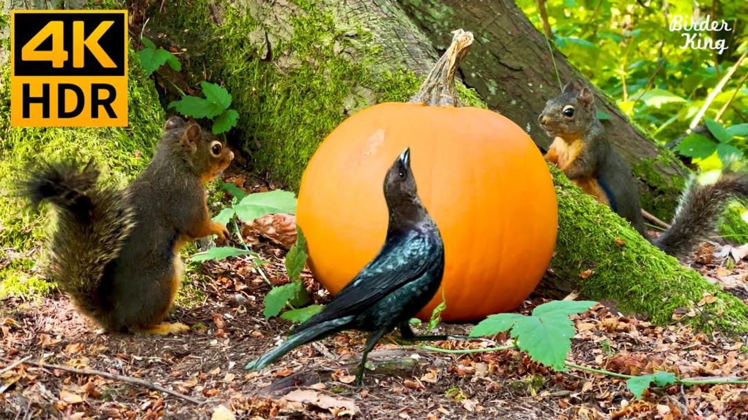 Cat TV for Cats to Watch 😺 A pumpkin, feral squirrels, blackbirds 🐿 8 Hours(4K HDR)