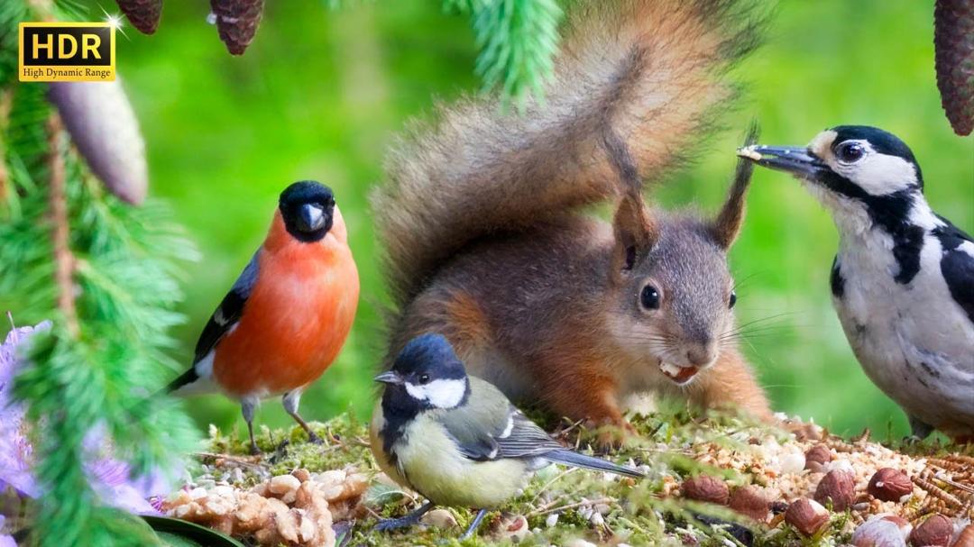 SQUIRREL and BIRD Watching👀 Up-Close and Personal Mini-Squirrel Mania 🐿️ Cat TV 😸 Dog TV🐩 Bird TV🕊️