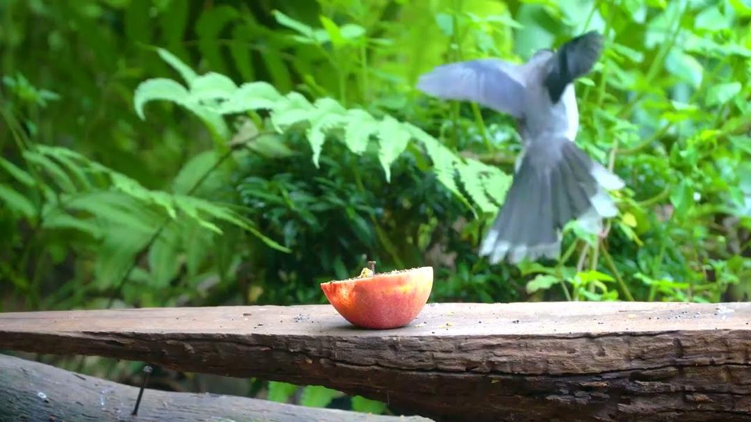 CAT TV NO ADS 🕊️ Birds & Squirrels Share Food on a Garden Wood 🐿️ Videos for cats 4K HDR
