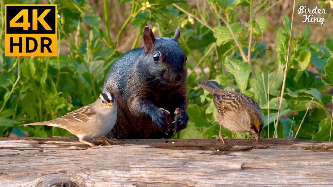 Cat TV for Cats to Watch 😺 Playful Birds Chipmunks Squirrels 🐿 8 Hours 4K HDR