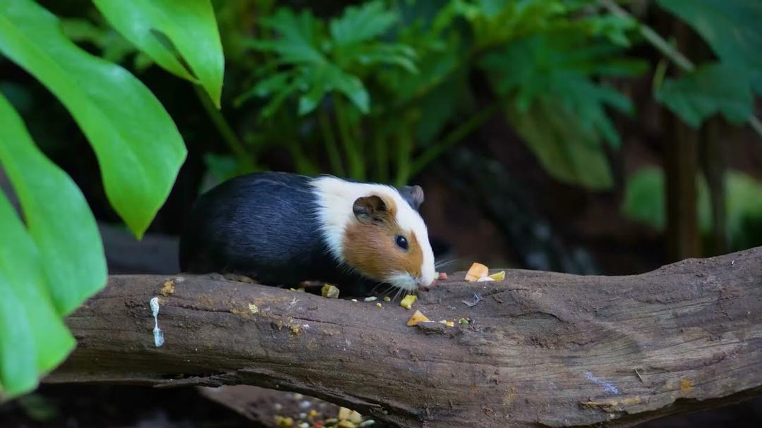 (No Ad Interruptions) Cat TV for Cats to Watch 😺🐦 The Cutest Birds and Red Squirrels 🐿 Cat Games 4K