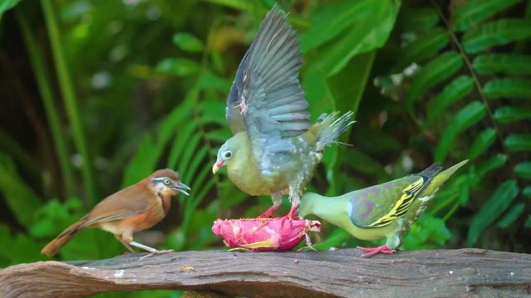 Cat TV for Cats to Watch 😺 Awesome Red Squirrels, Birds & Leaves 🐿️🕊️ Real Nature Fun 4K HDR 60FPS