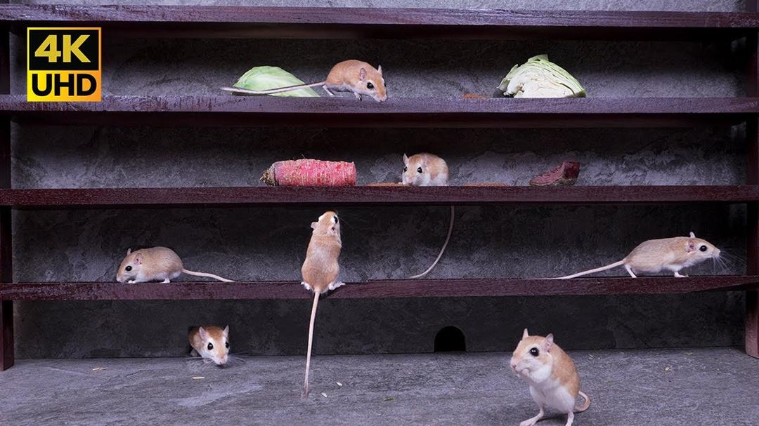 Cat TV Mice on the Screen 4K – Climbing, Running and Hide & Seek Fun for Cats to Watch