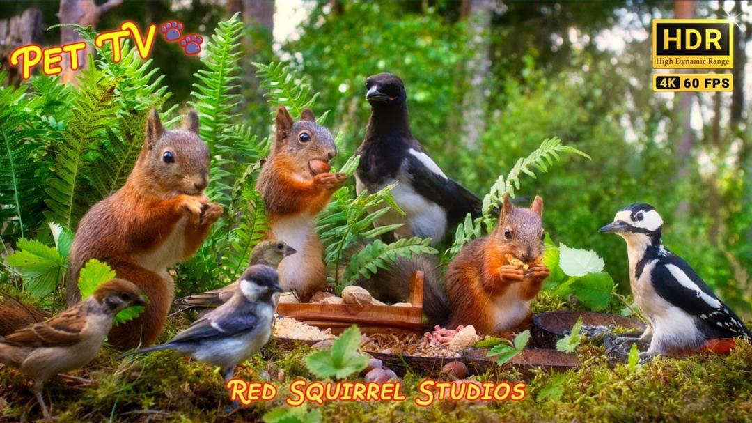 101min of Nature Escape with Forest Bird Sounds, Adorable Baby Squirrels and Bird Friends (4K HDR)