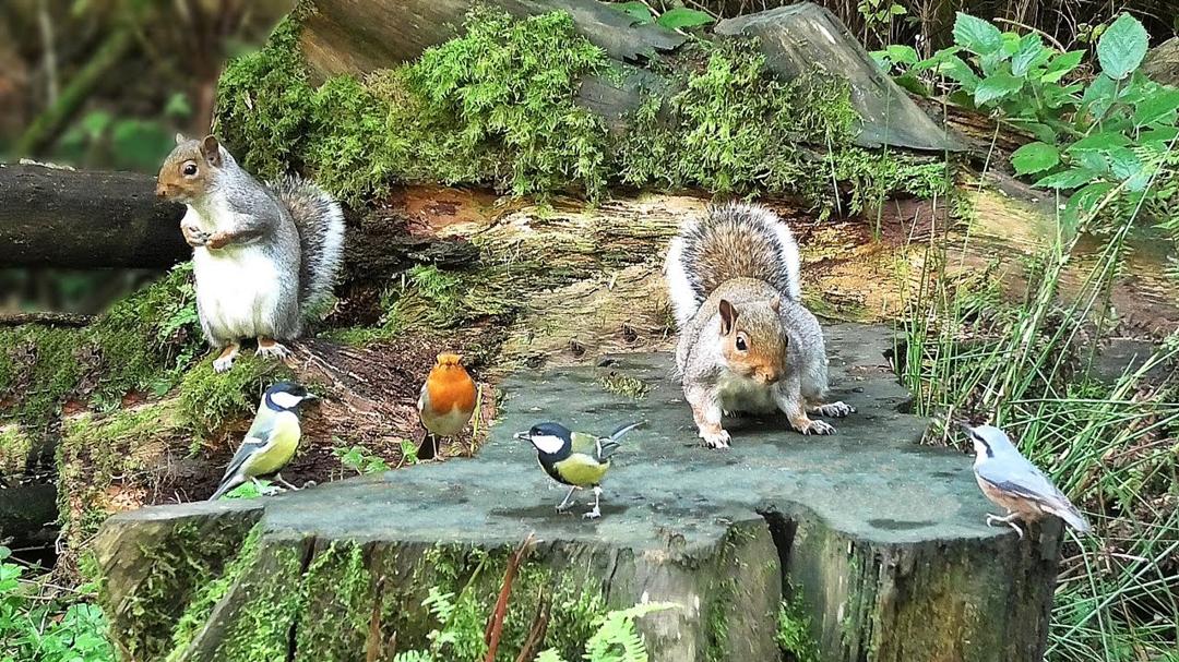 Cat TV - Little Birds and Squirrels - Videos for Cats to Watch in 4K