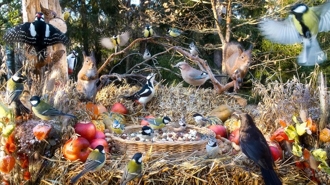 Cat TV: Squirrels Birds and more Nature Fun For All 😺 10 hours Cat & Dog TV