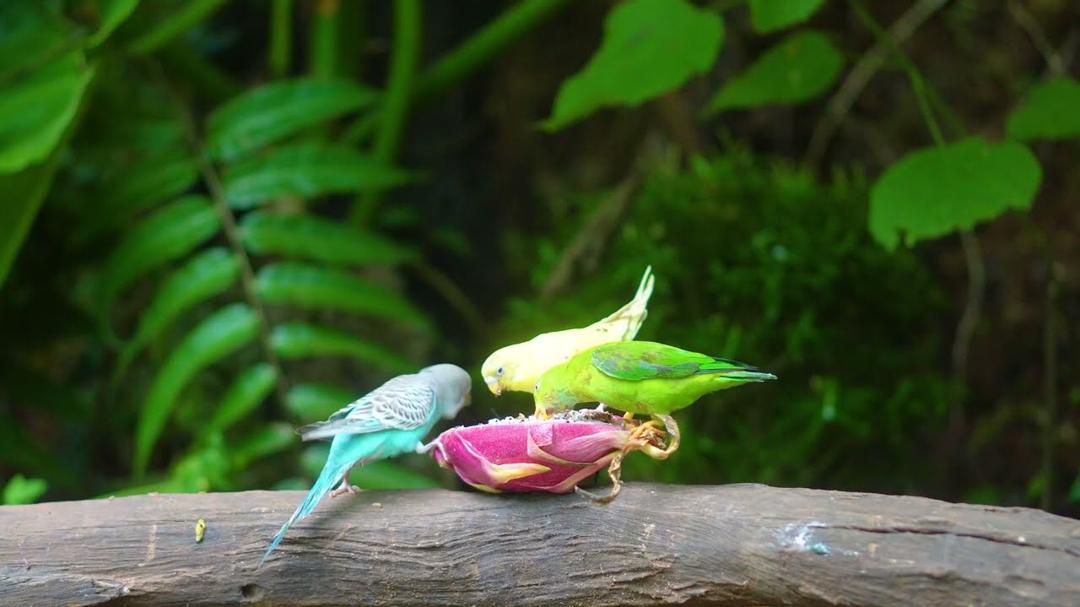 Cat Entertainment: Birds & Squirrels in 4K HDR 🐥🐿️ Keeps Cats Engaged 🕊️ Cat Games 4K HDR