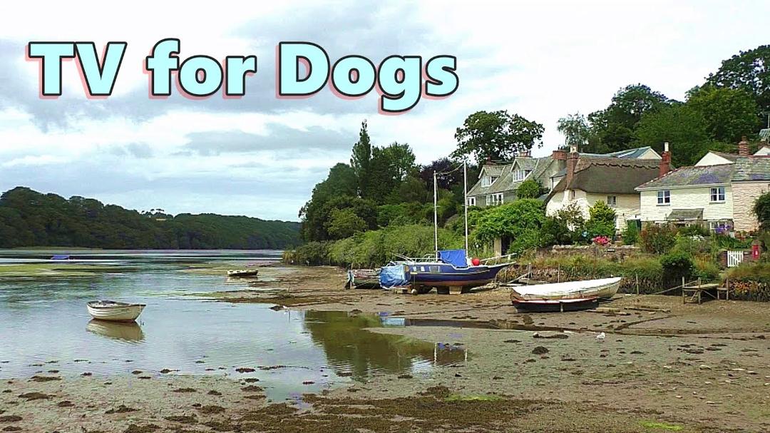 TV for Dogs - Relaxing Scenes & Sounds of Nature for Your Dog ⭐ 8 HOURS ⭐ Nature Relaxation Films