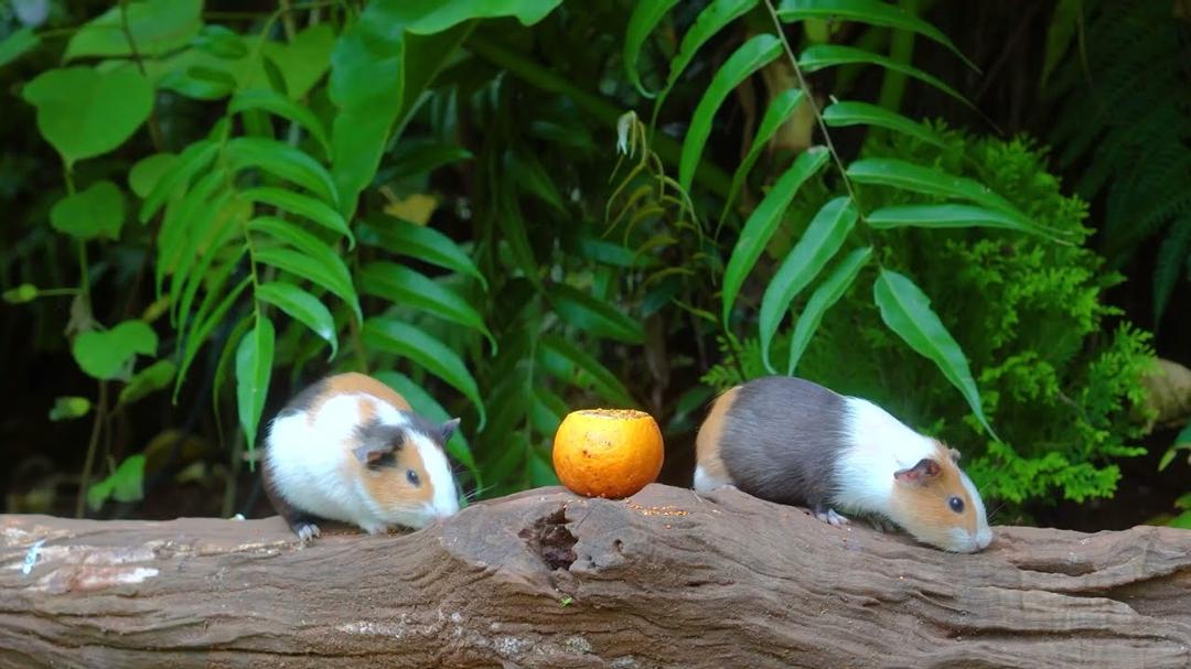 [No Ad Interruptions] Cat TV 😺 Cute Birds Squirrels in the Garden 🐿️ 4 Hours videos for cats 4K