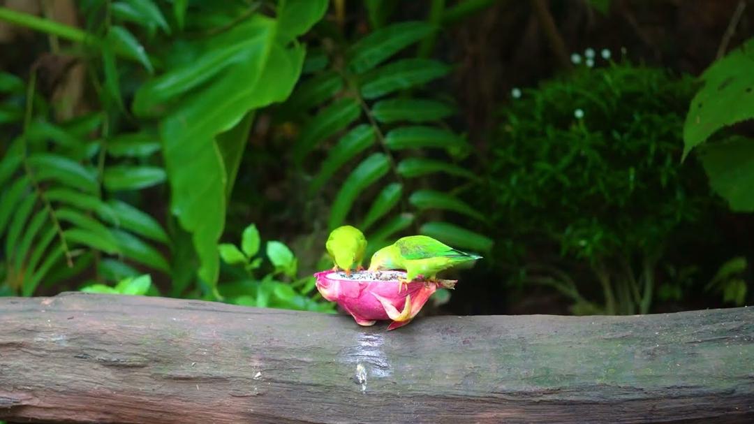 Cat TV for Cats to Watch 😺🐦 Garden birds, squirrels and guinea pig 🌻 Real Nature Fun 4K HDR
