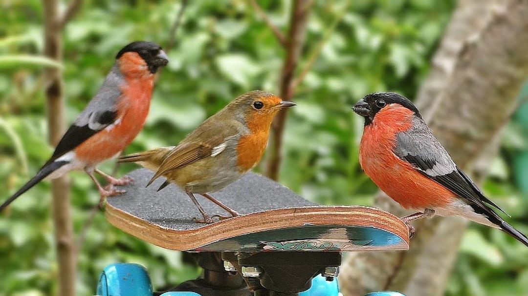 Videos for Cats to Watch : Skateboard Birds