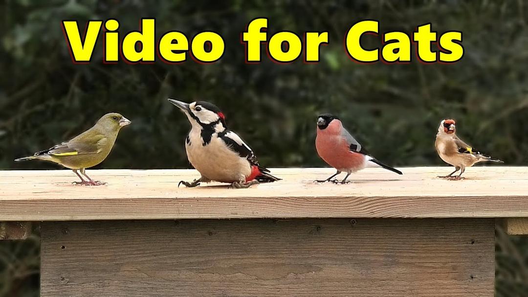 Birds for Cats to Watch ⭐ 8 HOURS in an English Garden ⭐