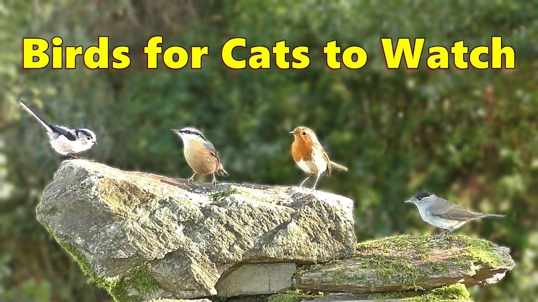 Birds for Cats to Watch Special ⭐ 8 HOURS⭐