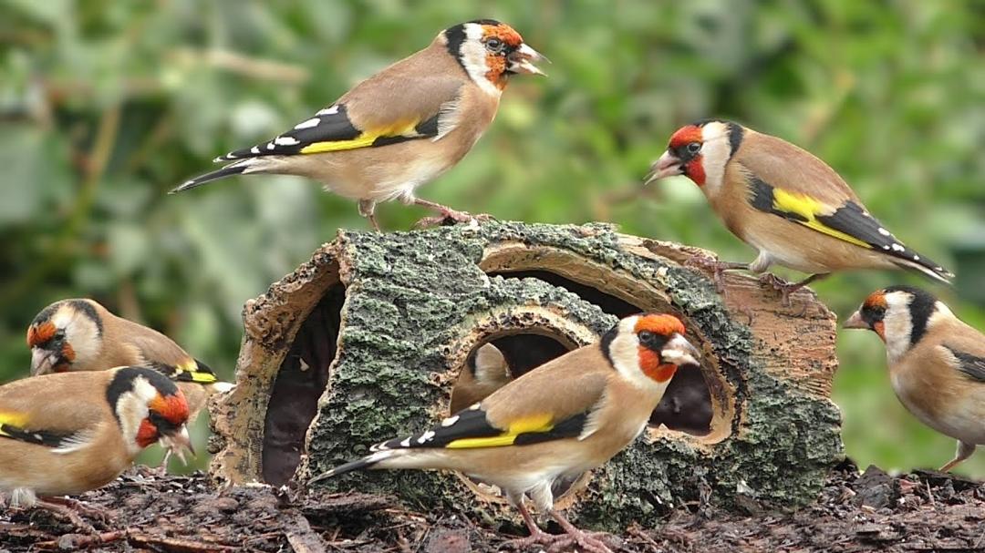 Goldfinch Bird Extravaganza - Birds at The Special Log