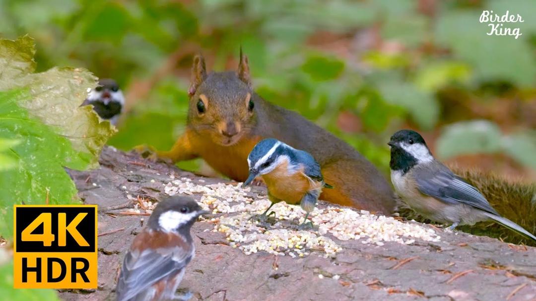 Cat TV for Cats to Watch😺8 Hrs🐦Very chatty squirrels. Chipmunks and birds in the forest(4K HDR)