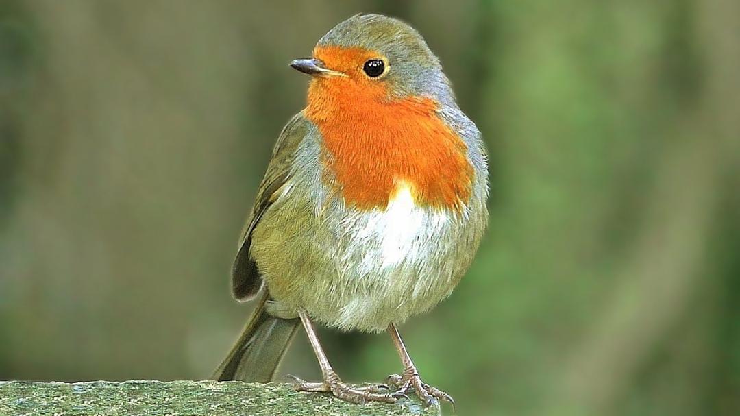 Rouge gorge Familier Oiseaux Chantants : Chant d'oiseaux Rouge gorge Familier