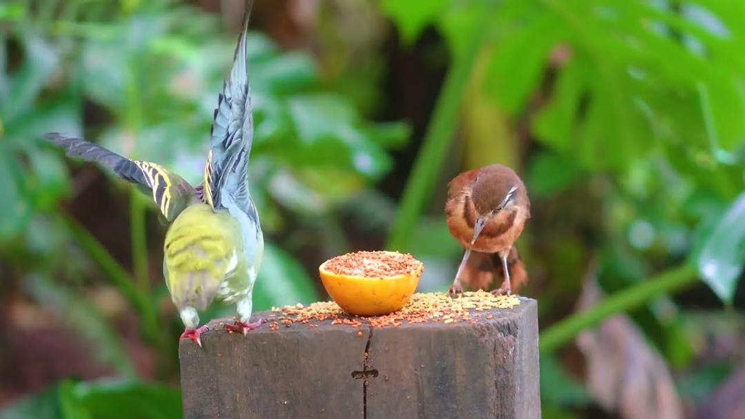 [No Ad Interruptions] Cat TV for Cats to Watch 😺🐦 Awesome Birds and Squirrels 🐿 Cat Games 4K HDR