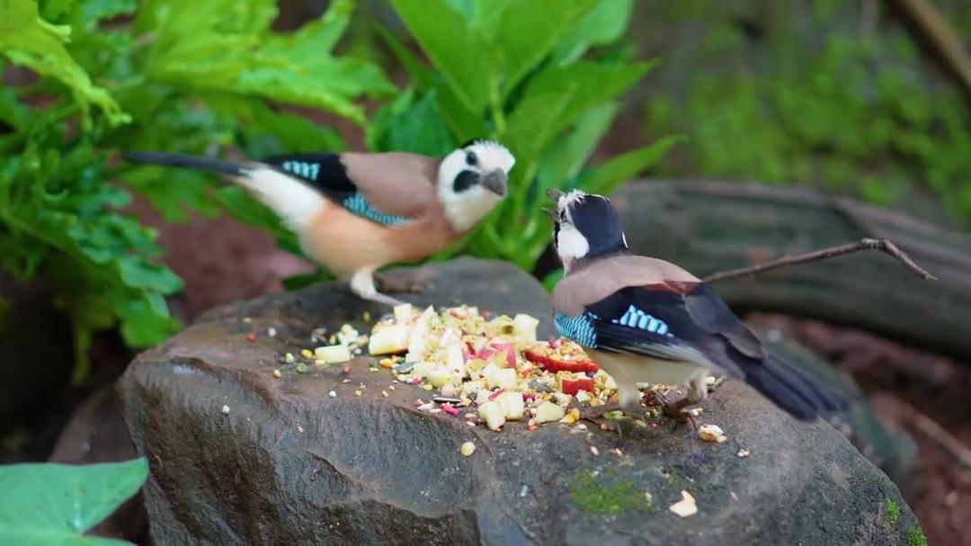 [NO ADS] Cat TV for Cats to Watch 😺🐦 Singing Squirrels, Cute Birds and Chipmunks 🐿 Cat Games 4K HDR