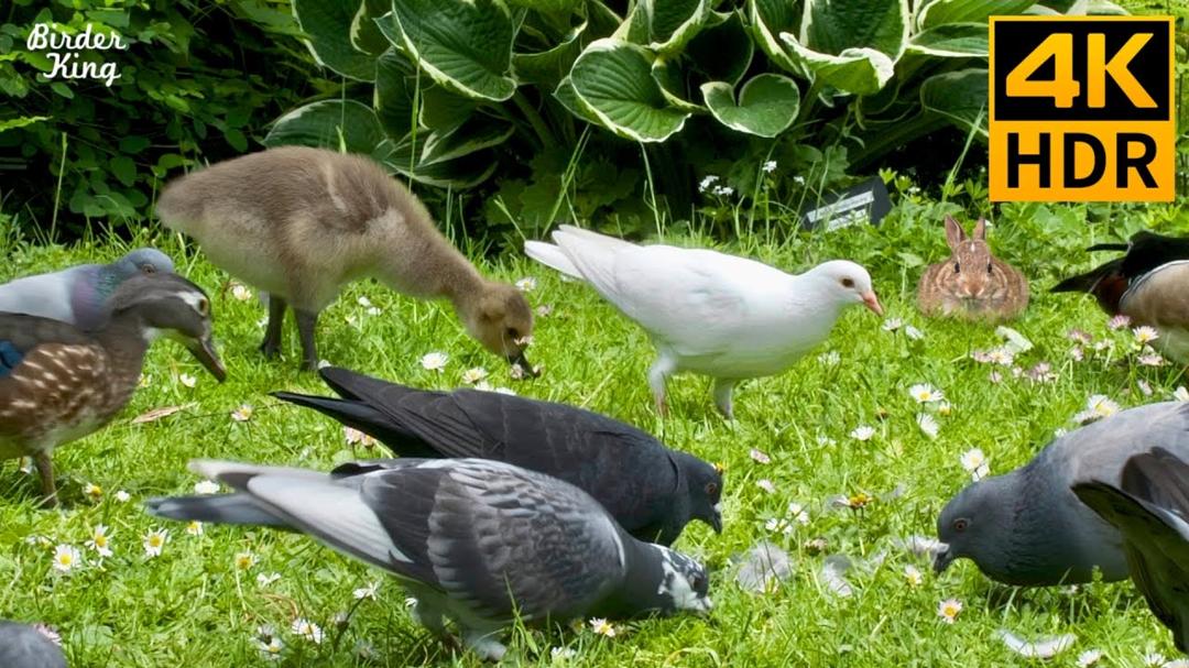Cat TV Birds 😺🐥 Baby Geese, Bunnies, Pigeons, and Ducks 🦆 Relax Your Cat 🌼 8 Hours(4K HDR)