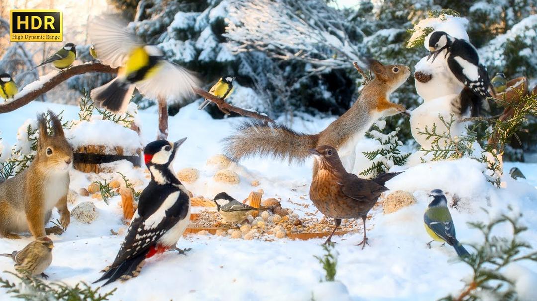 Forest Friends in Winter Wonderland🐿️ 12 hours Cat & Dog TV with BIRDS and SQUIRRELS😺