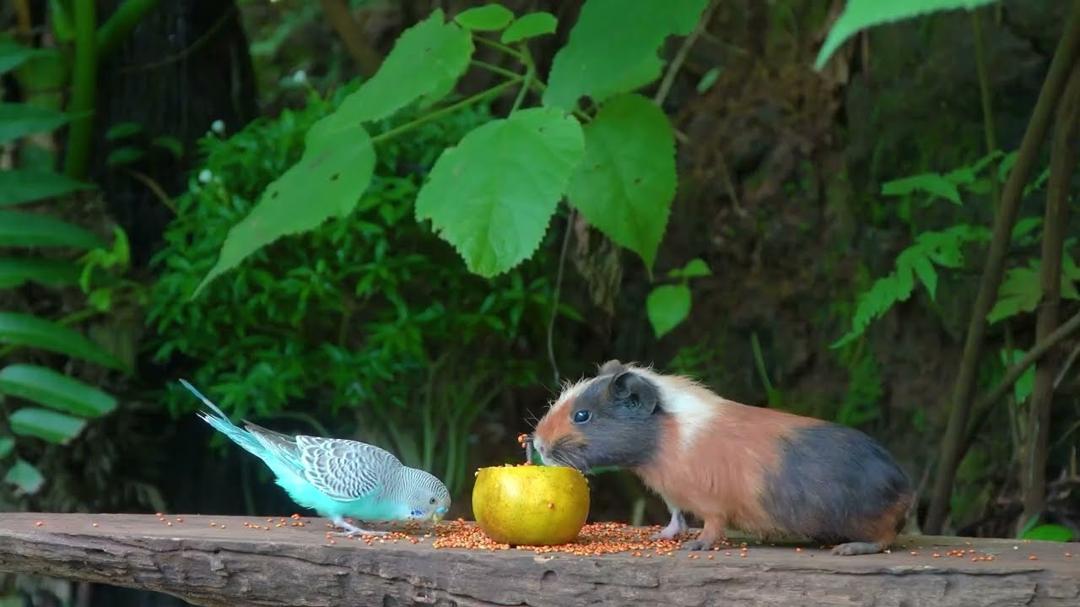 CAT TV NO ADS 😽 ADORABLE Little Birds and Cutest Squirrels! 🌸🐿️ Nature Cat Games 4K HDR