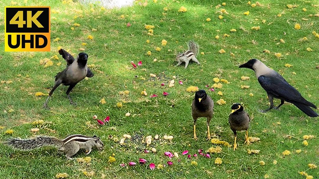Cat tv For Cats To Watch 8 Hours Asian Crow, Common Myna & Naughty Squirrels - 4k UHD