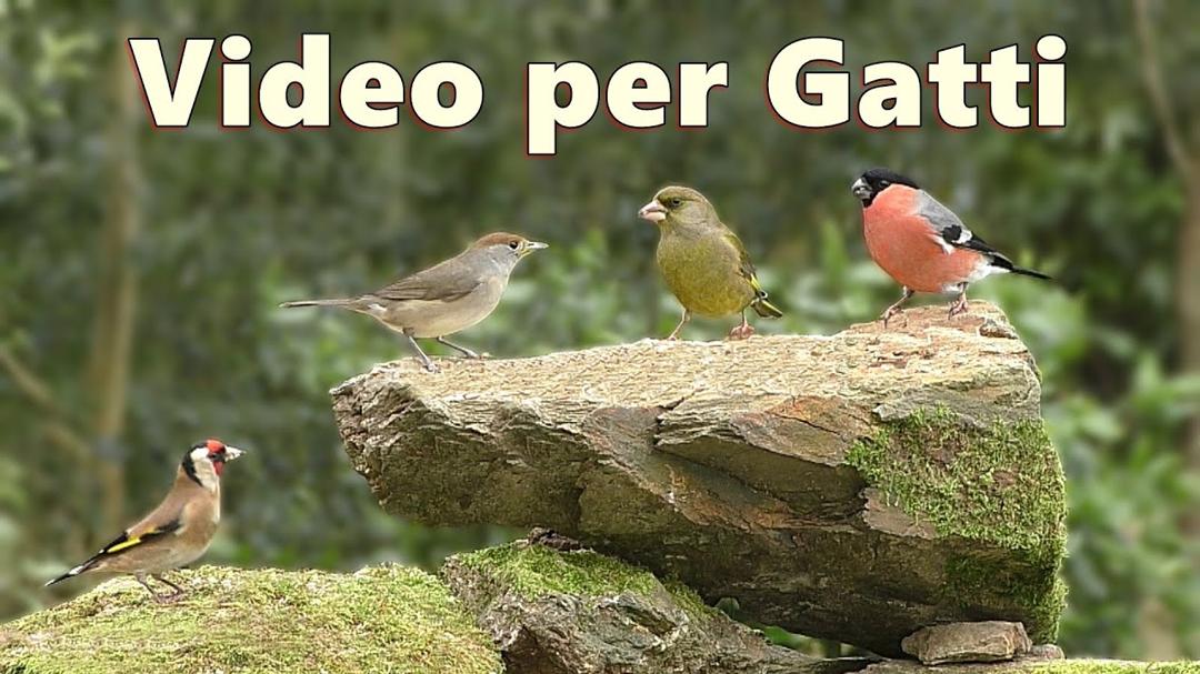 Video per Gatti ~ uccellini che cinguettano in giardino
