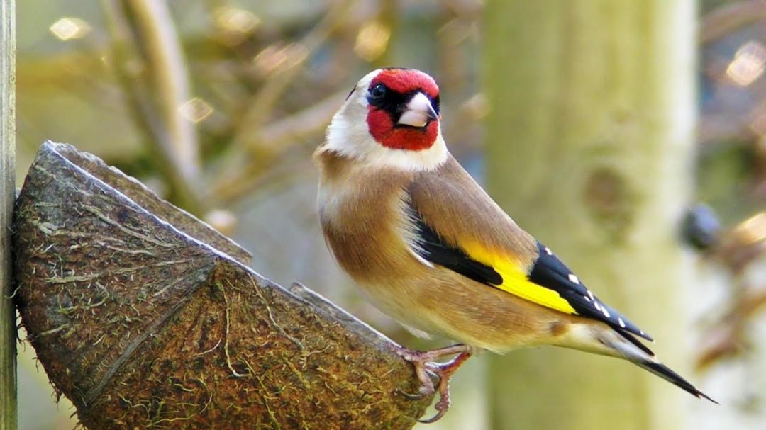 My Garden Birds - Garden Bird Identification ( See List Below )