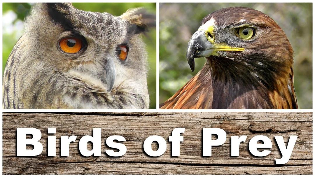 Birds of Prey - Kestrel, Sparrowhawk, Golden & Bald Eagle, Peregrine Falcon, Tawny Owl and More