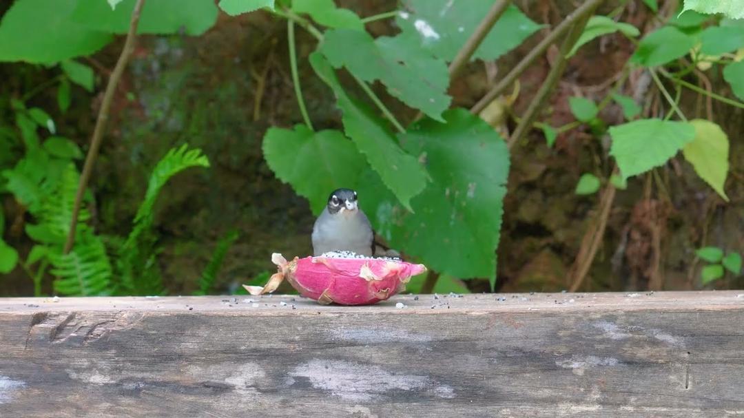 [No Ad Interruptions] Cat TV 😺 Birds & Squirrels Scramble for Food 🐿️ Bird videos for cats 4K HDR