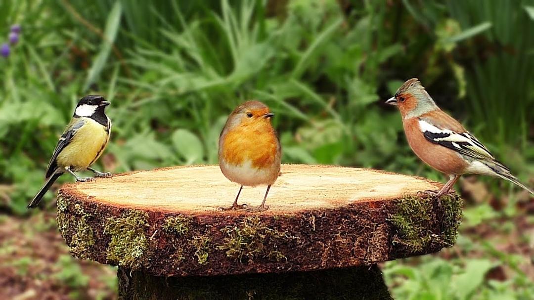 Bird Sounds and Videos for Cats and People - Birds at The Forest Table