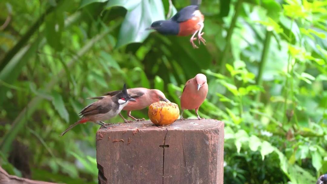 [NO ADS] Cat TV for Cats to Watch 😺🐦 Awesome Black Birds and Squirrels🐿 Cat Games 4K HDR 60FPS