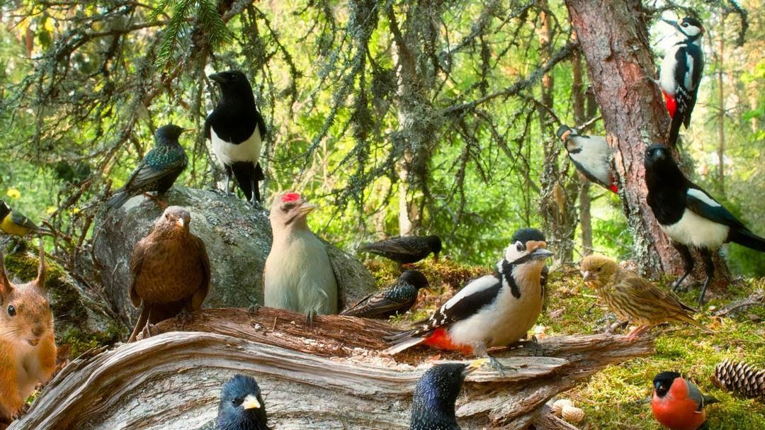 Cat TV😺 12 hours Bird Watching Extravaganza at Cozy Forest Nook Restaurant