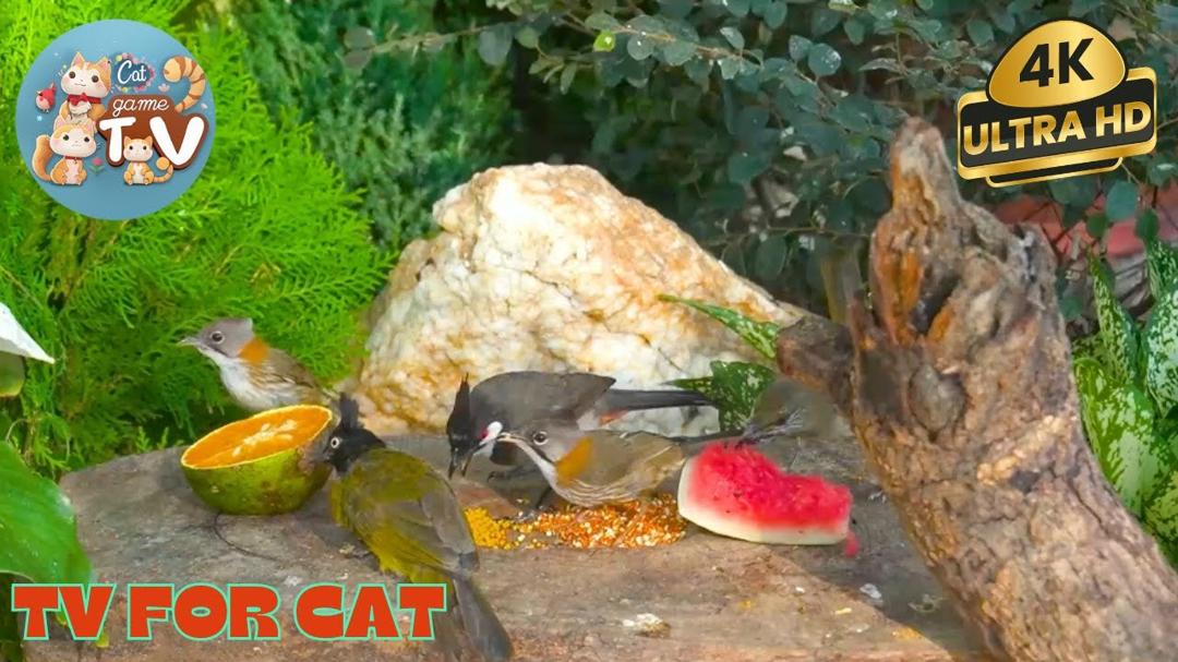 🔴😺Backyard  for Birds and Squirrels  🦜! Live 12 Hour Cat TV Videos | 4K HDR ULTRA