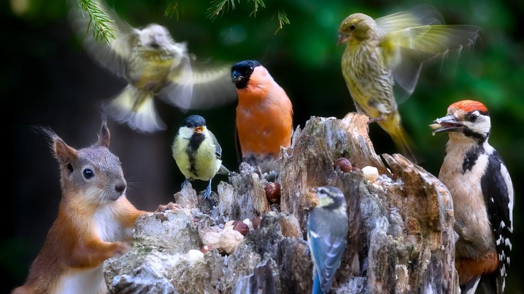 Cat TV: BIRDS for Cats to Watch 😺 with Squirrels and Forest Bird Sounds