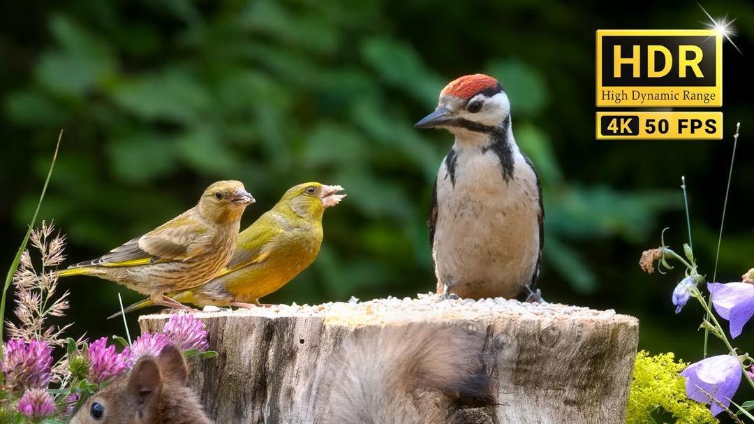 Relaxing Forest Bird Sounds: Your 83min Nature Getaway (4K HDR)