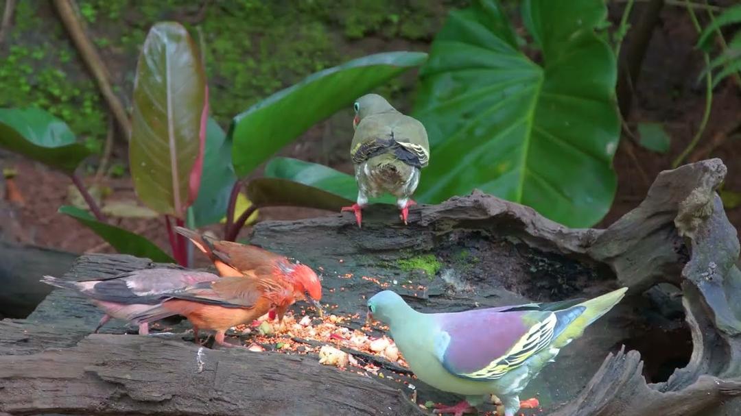 Cat TV NO ADS 😻 Playtime with Unlimited Birds and Cutest Squirrels 🐦🐿️ Nature Fun 4K HDR