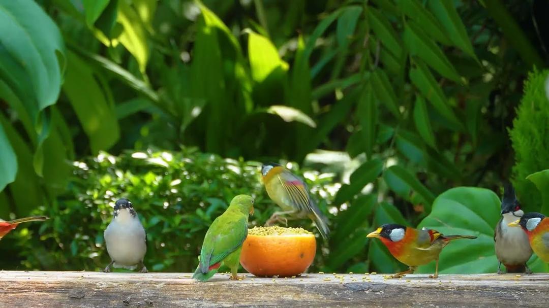 Magical  Cat TV 😸 Birds & Squirrels Having Fun in the Golden Sunlight 🐦🐿️ Videos for Cats 4K