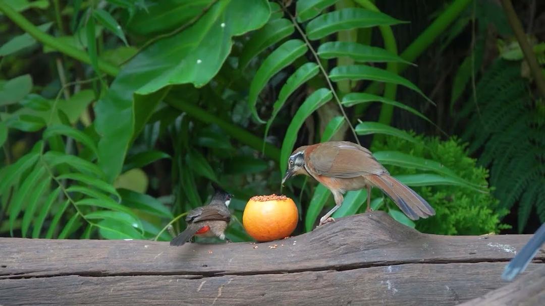 [No Ad] Cat TV 😺 Beautiful Birds and Adorable Red Squirrels 🐿️ Bird videos for cats 4K HDR