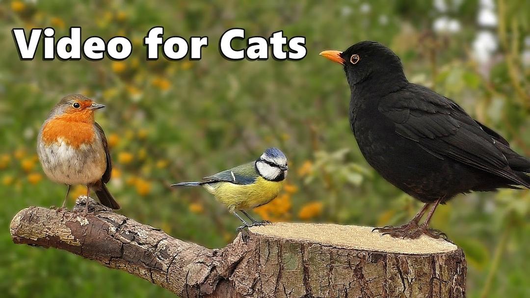 Video per Gatti : bellissimi uccelli