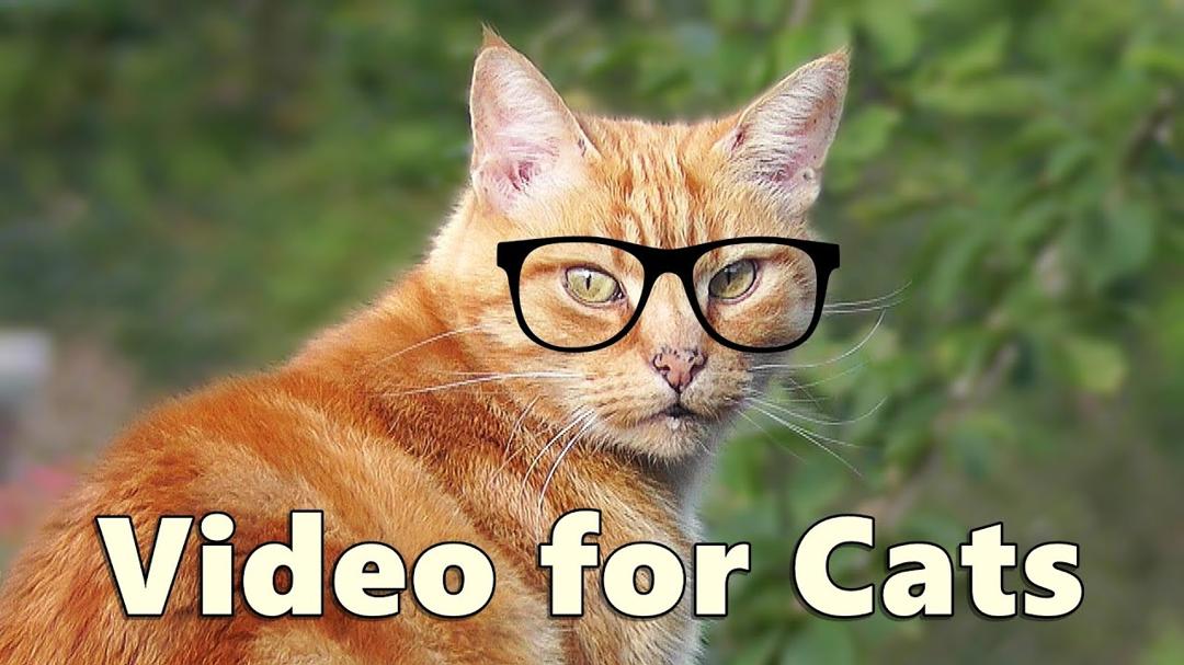 Videos for Cats to Watch ~ Forest Fun with Birds and Squirrels
