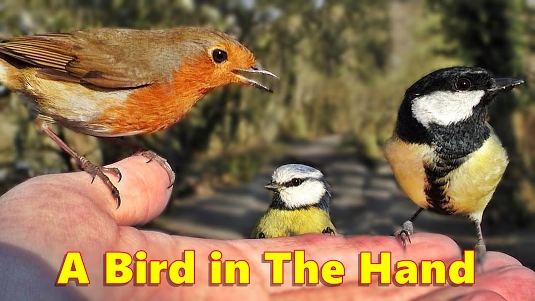 Videos for Cats to Watch : A Bird in The Hand ~ ONE HOUR