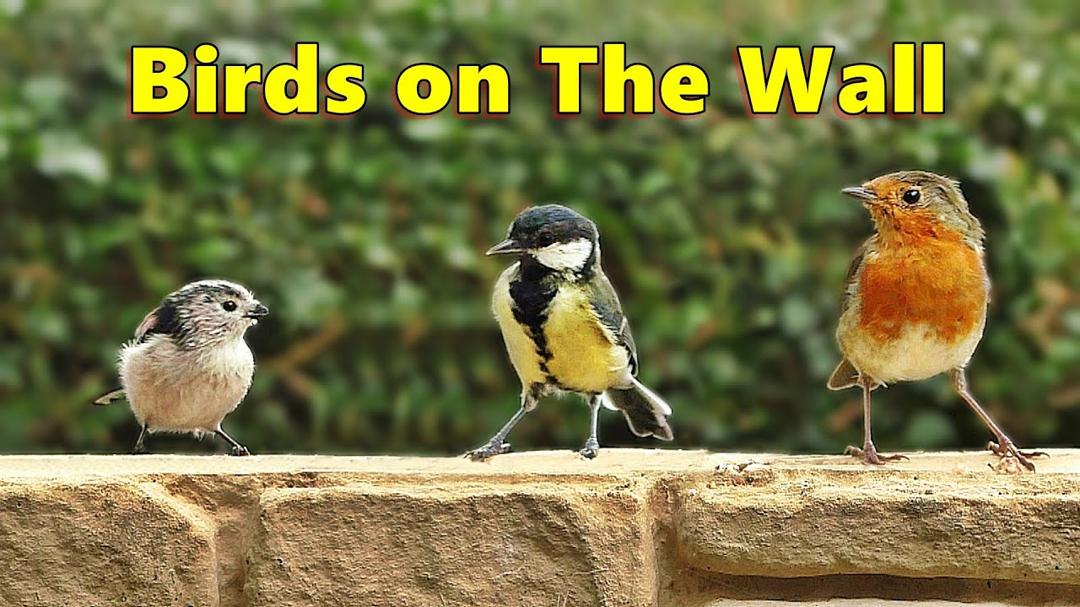 Cat Games - A Game for Cats to Follow The Birds on The Wall ⭐ 8 HOURS ⭐