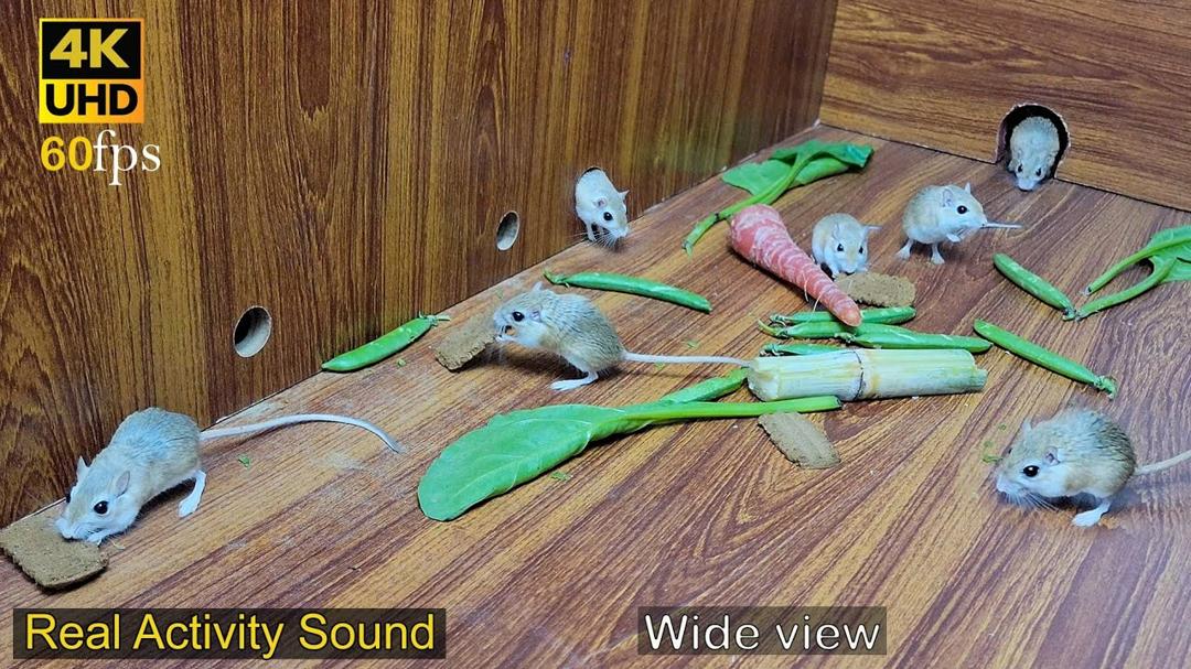 Cat TV mice | Amazing hide & seek fun of adorable mice wide view with real sound 4k UHD 8 hours