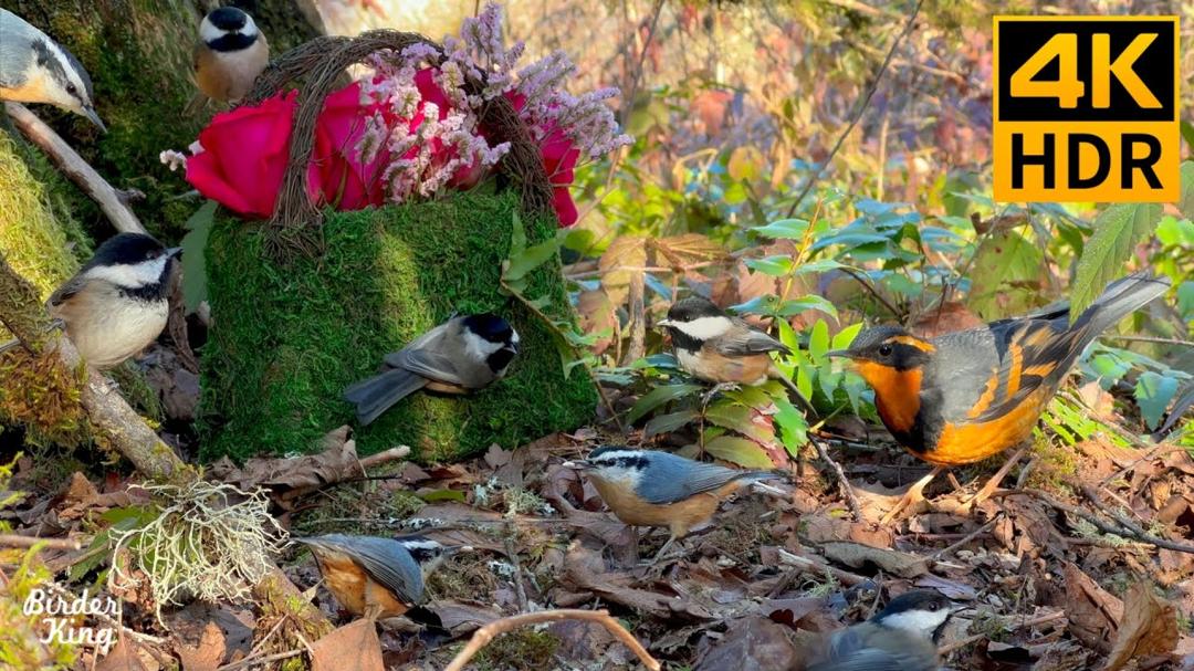Cat TV for Cats to Watch 😺❤️ Cute Birds and Romantic Roses 🌹 Bunnies and Squirrels 🐦 8 Hours(4K HDR)