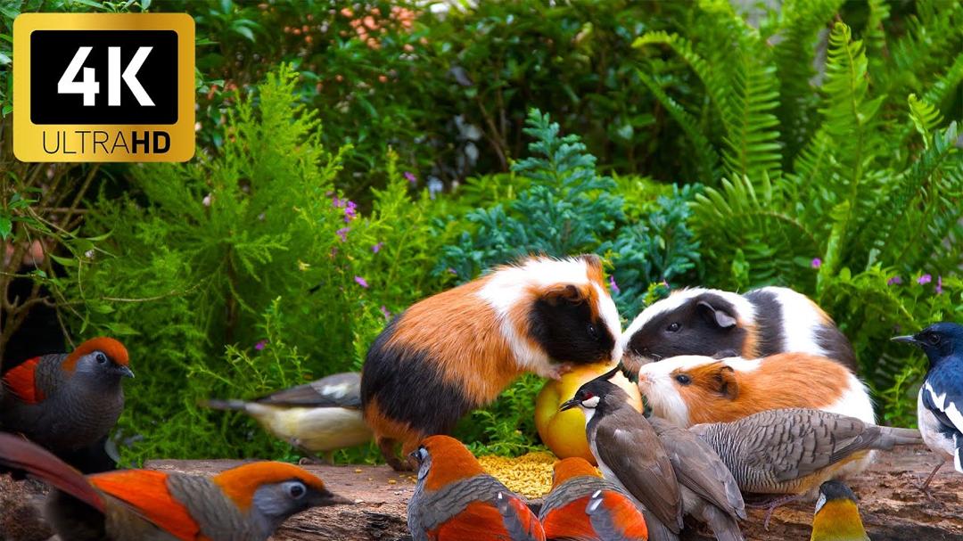 Magical Calming Nature for Cats 😺 Playful Birds & Squirrels 🐦 Stunning 4K HDR 60FPS